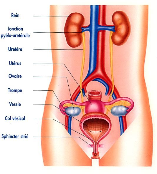 Bec urinaire unisexe - Urinelles homme et femme - Tube urinaire